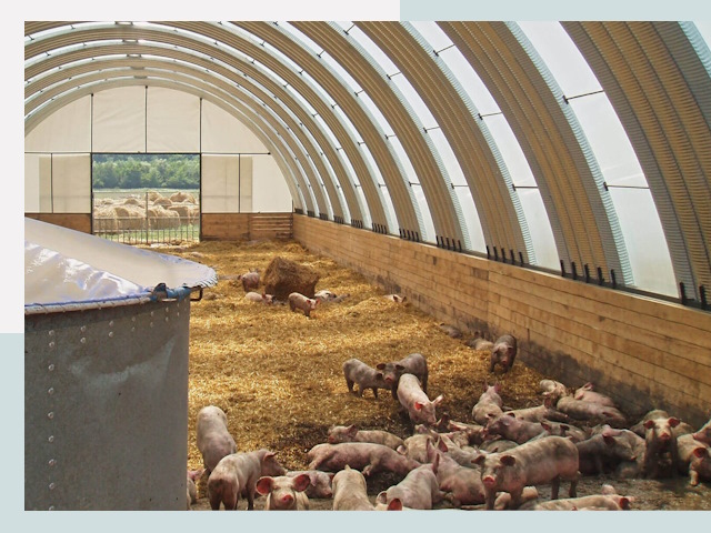 Строительство свинарников в Черняховске